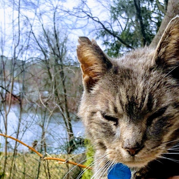 Meet your Posher, Bronwyn - Picture 1 of 1